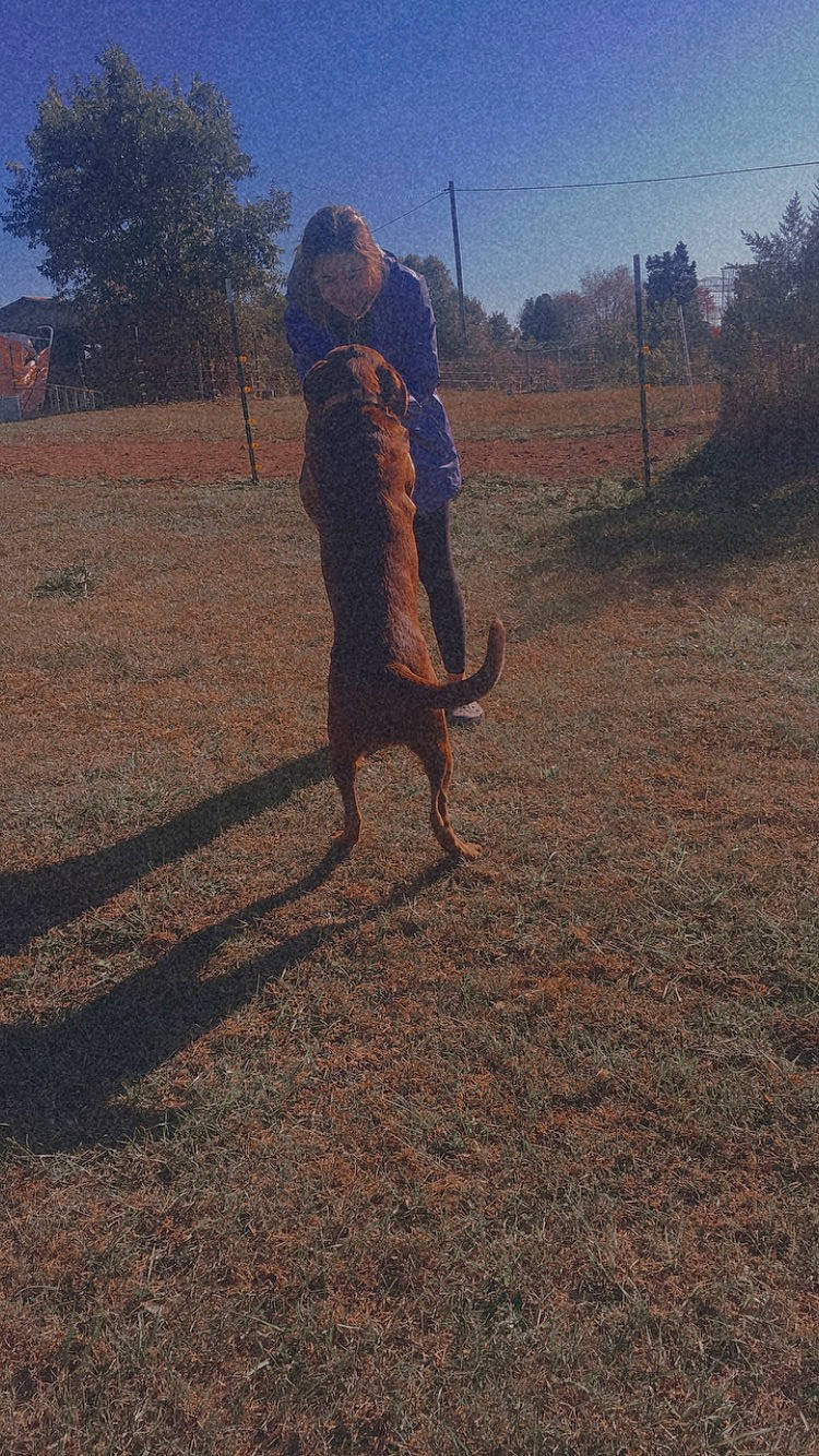 Lily joined the competition — help win amazing prizes! canidae, carnivore, dog, dog_breed, hunting_dog, person, tail