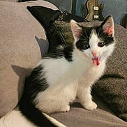 Shepherd participe au concours pour gagner de l'argent avec cette photo : animal, black_and_white, cat, couch, cute, domestic_animal, feline, fur, guitar, home, indoor, kitten, pet, pillow, playful, relaxing, sitting, small_animal, tongue_out, young