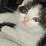 animal, black_and_white, cat, close_up, curious, cute, domestic_cat, eyes, feline, fur, indoor, kitten, pet, pink_nose, portrait, resting, soft_texture, whiskers, young, young_animal