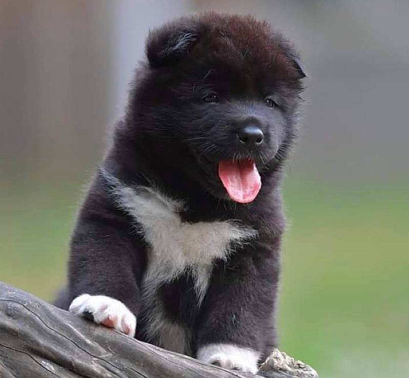 Raïka participe au concours pour gagner de l'argent avec cette photo : atmosphere, black, canidae, carnivore, companion_dog, dog, dog_breed, facial_expression, fur, grey, non_sporting_group, puppy, snout, sporting_group, stock_photography, terrestrial_animal, tongue, vertebrate, working_animal, working_dog