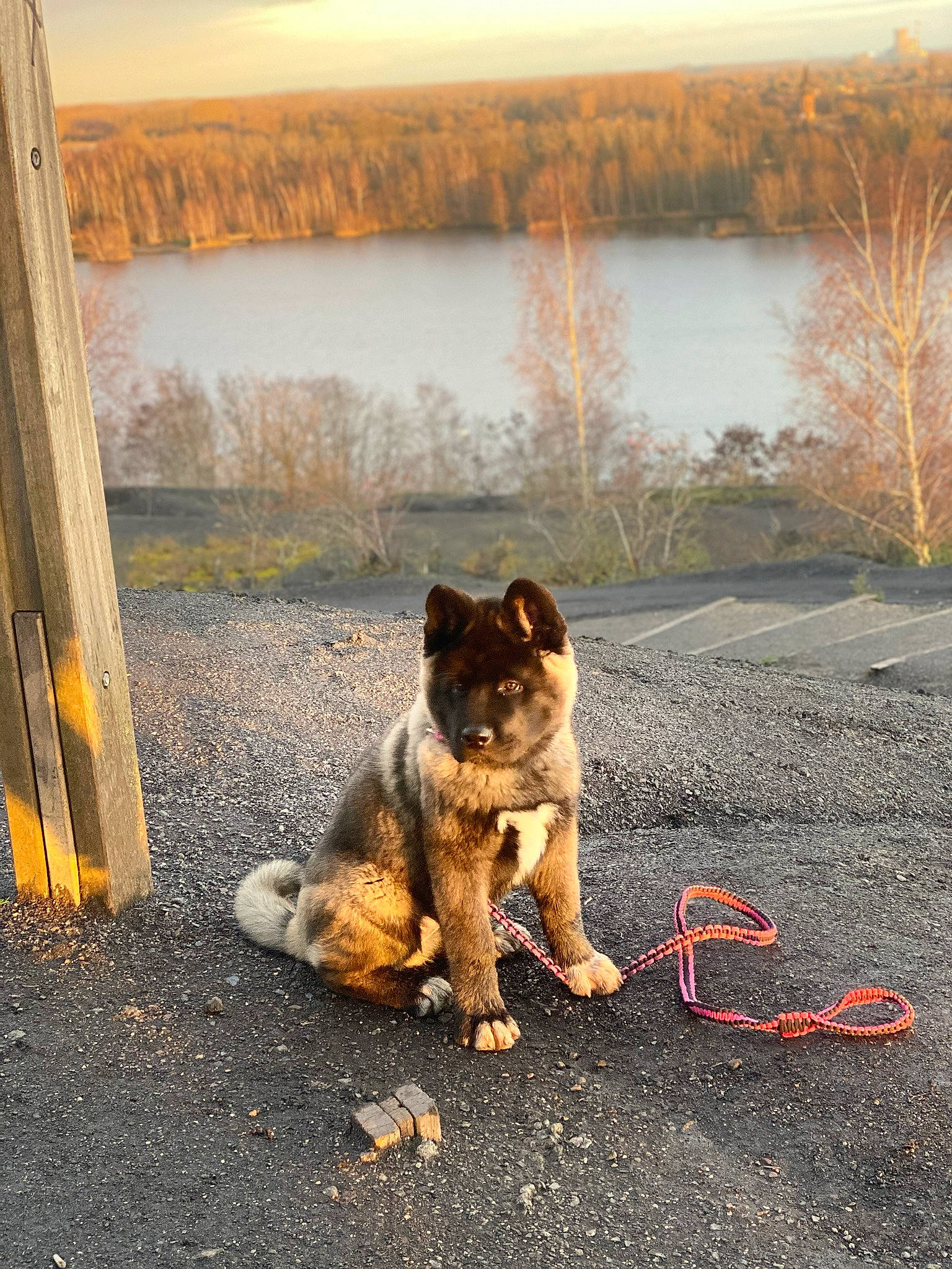 Raïka a rejoint le concours — aidez-le/la à gagner de superbes lots ! asphalt, carnivore, companion_dog, dog, dog_breed, fawn, felidae, grass, lake, landscape, natural_landscape, plant, road, road_surface, small_to_medium_sized_cats, sunlight, tints_and_shades, tree, water, wood