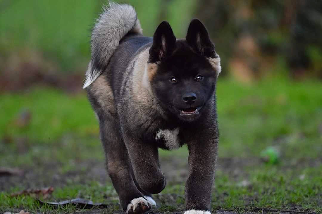 Raïka a rejoint le concours — aidez-le/la à gagner de superbes lots ! ancient_dog_breeds, canidae, canis, carnivore, companion_dog, dog, dog_breed, grass, guard_dog, herding_dog, snout, sporting_group, terrestrial_animal, working_animal, working_dog