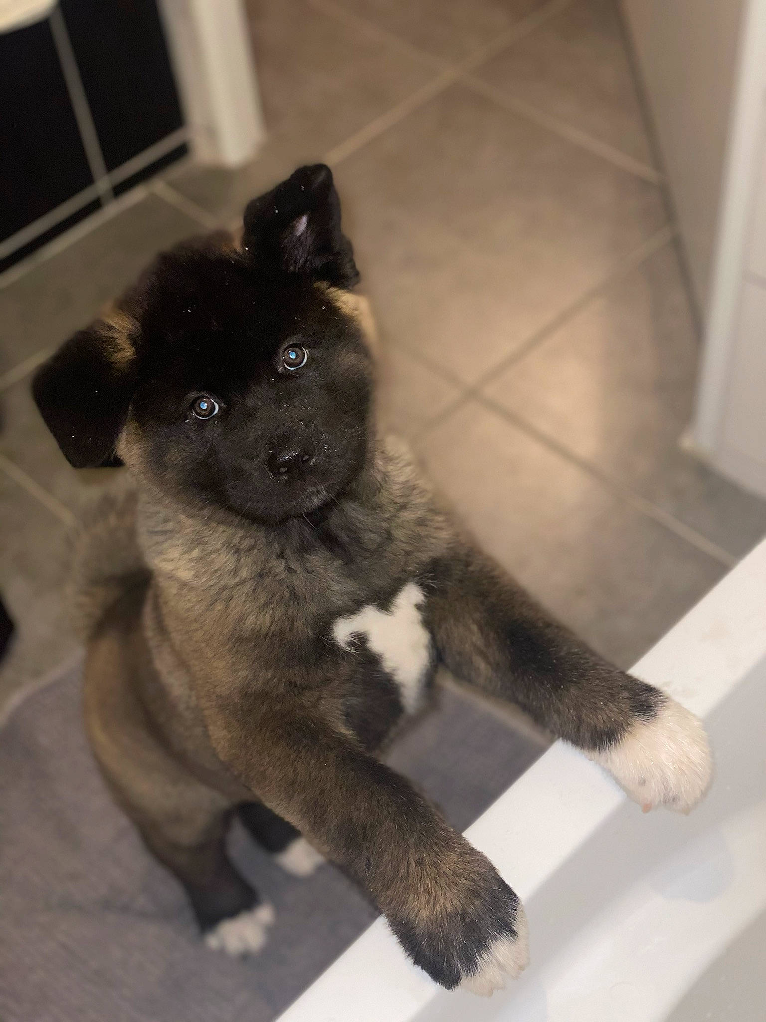 Raïka a rejoint le concours — aidez-le/la à gagner de superbes lots ! canidae, carnivore, claw, companion_dog, dog_breed, fawn, felidae, flooring, foot, fur, non_sporting_group, paw, small_to_medium_sized_cats, sporting_group, stuffed_toy, tail, terrestrial_animal, toy, whiskers, working_animal