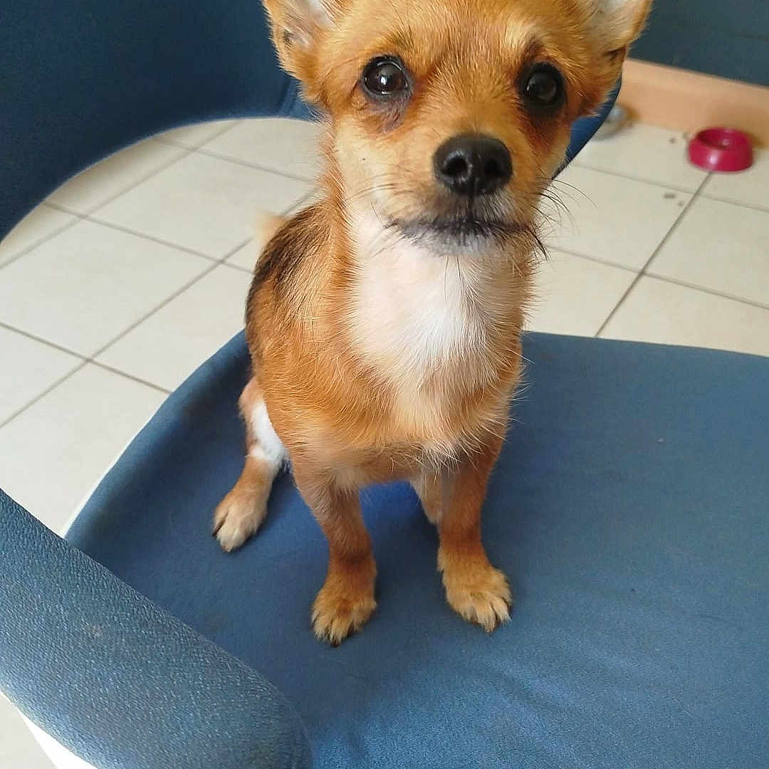 Nina a rejoint le concours — aidez-le/la à gagner de superbes lots ! alert, animal, blue_chair, brown_fur, cabinet, companion, curious, cute, dog, domestic, ears_up, floor, furniture, home, indoor, looking_at_camera, pet_bowl, sitting, small_dog, tile_floor