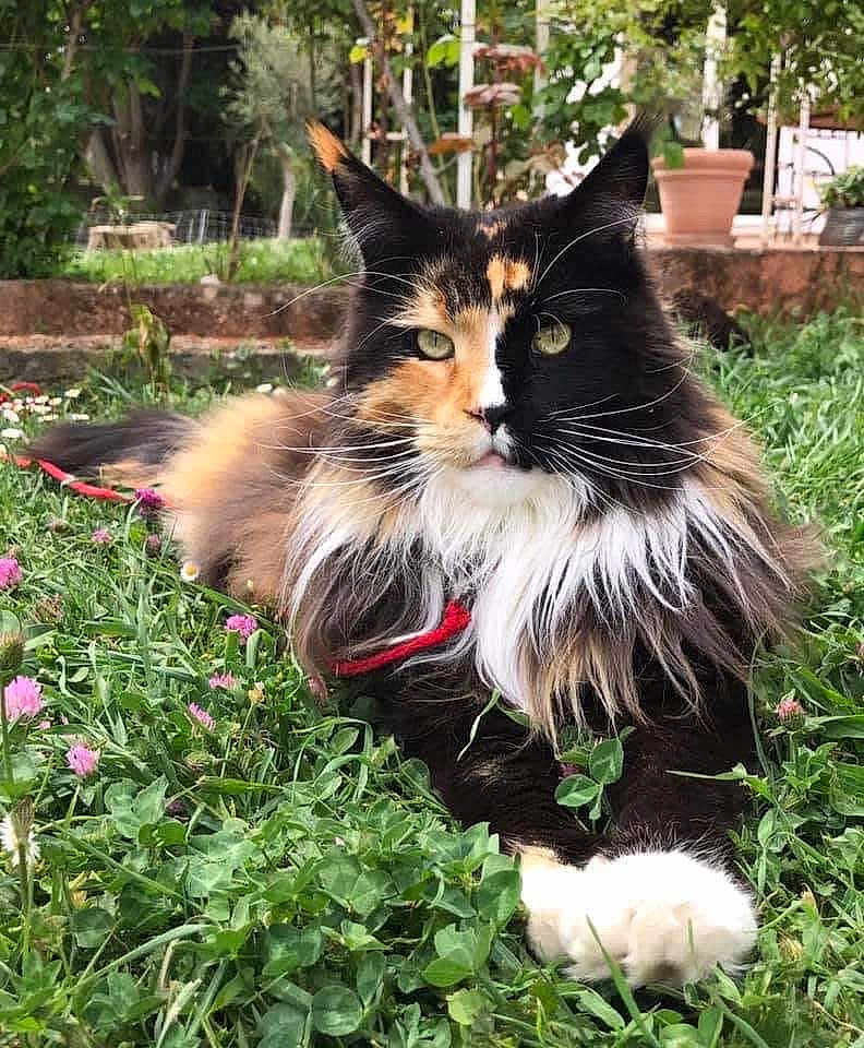 Nougatine a rejoint le concours — aidez-le/la à gagner de superbes lots ! cat, calico, long_hair, green_grass, flowers, outdoor, nature, pet, animal, relaxed, garden, clover, whiskers, paws, leash, fur, close_up, mammal, flora, daylight