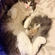 Prince joined the competition — help win amazing prizes! cat, fluffy, pet, animal, indoor, carpet, relaxed, sleepy, fur, tail, white, grey, paws, cute, domestic, cozy, laying, resting, home, feline