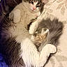 cat, fluffy, pet, animal, indoor, carpet, relaxed, sleepy, fur, tail, white, grey, paws, cute, domestic, cozy, laying, resting, home, feline