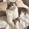 Prince is registered to the contest to win money with this photo: cat, gray_cat, white_cat, pet, indoor, bed, blanket, fur, animal, relaxed, paw, feline, domestic_cat, resting, cute, cozy, soft_light, home, sleepy, portrait