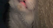 Prince joined the competition — help win amazing prizes! cat, sleeping, cozy, pink_nose, whiskers, feline, fur, nap, closeup, indoor, soft_texture, relaxed, pet, animal, cute, resting, comfort, muzzle, teeth, warm