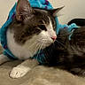 Prince joined the competition — help win amazing prizes! cat, animal, pet, feline, hoodie, clothing, indoor, cozy, resting, fur, whiskers, cute, soft, blanket, mammal, domestic, relaxed, side_view, portrait, young_cat