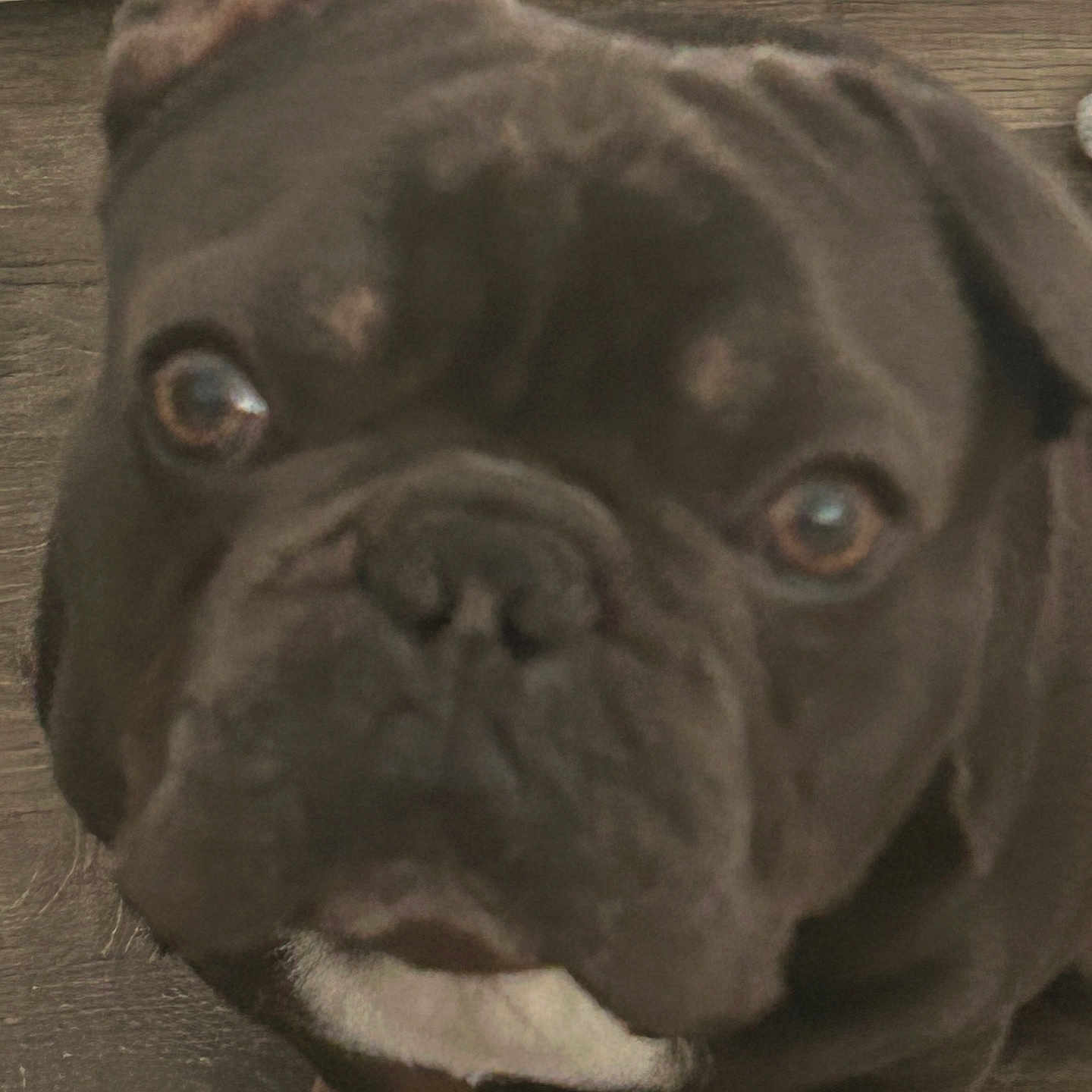 Smokey is registered to the contest to win money with this photo: animal, brown_dog, canine, close_up, companion, curious, cute, dog, domestic_animal, ears, face, friendly, fur, indoor, looking_up, mammal, paw, pet, white_patch, wooden_floor