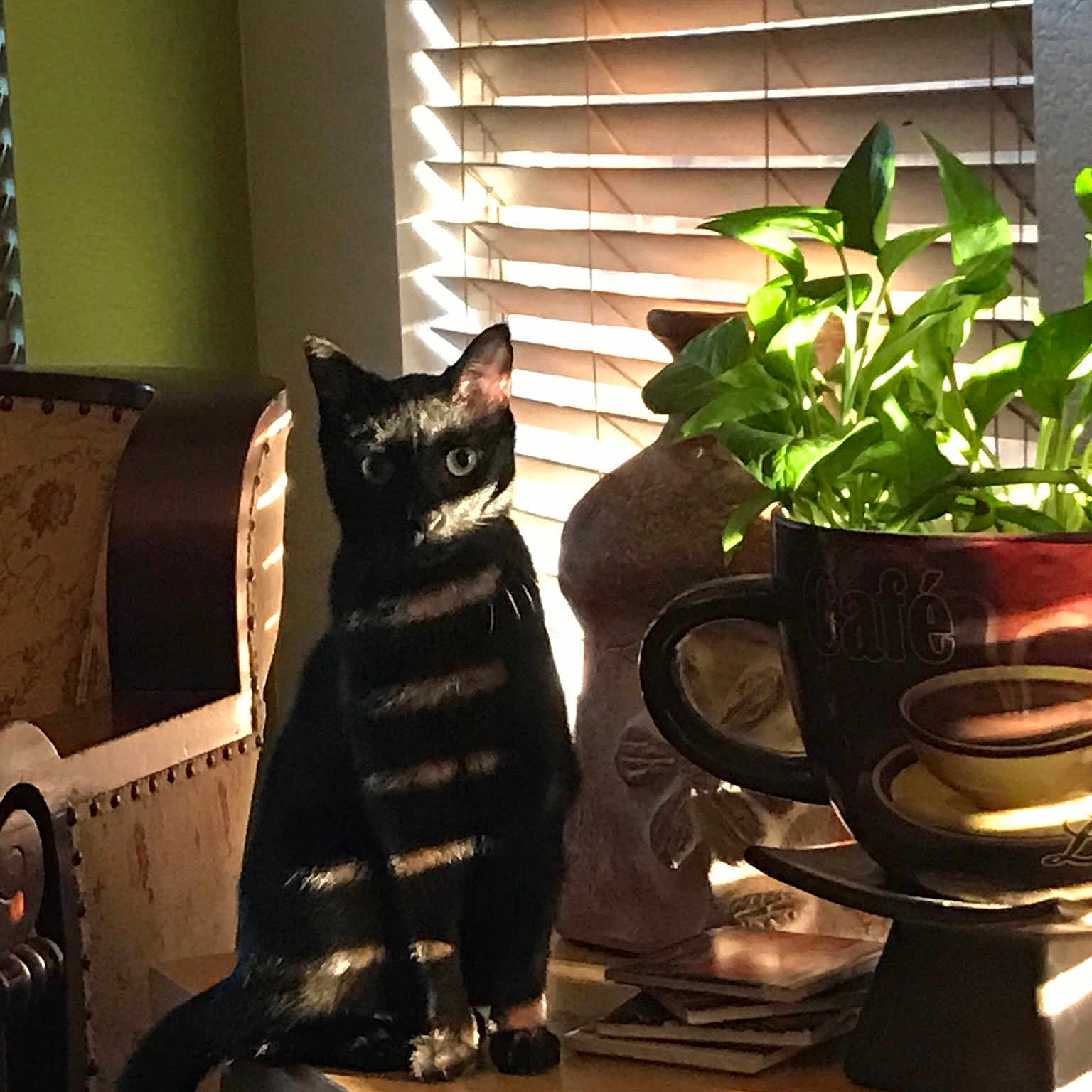 Stellaluna joined the competition — help win amazing prizes! american_shorthair, asian, black_cat, carnivore, cat, domestic_short_haired_cat, felidae, houseplant, interior_design, plant, small_to_medium_sized_cats, whiskers, window