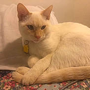 Blu is registered to the contest to win money with this photo: cat, cream_colored_cat, collar, yellow_tag, pillow, bed, blanket, floral_pattern, indoor, pet, feline, resting, relaxed, fur, animal, cute, domestic, sleepy, soft_lighting, cozy