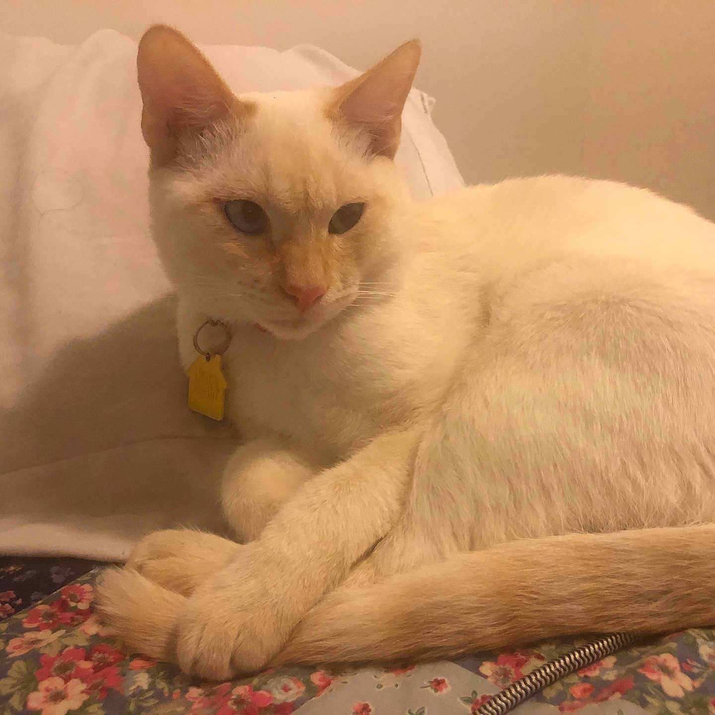 Blu is registered to the contest to win money with this photo: cat, cream_colored_cat, collar, yellow_tag, pillow, bed, blanket, floral_pattern, indoor, pet, feline, resting, relaxed, fur, animal, cute, domestic, sleepy, soft_lighting, cozy