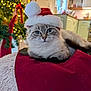cat, santa_hat, christmas_tree, holiday, festive, cozy, indoor, pet, fur, blanket, decorations, lights, cute, animal, relaxed, soft, home, christmas, winter, adorable