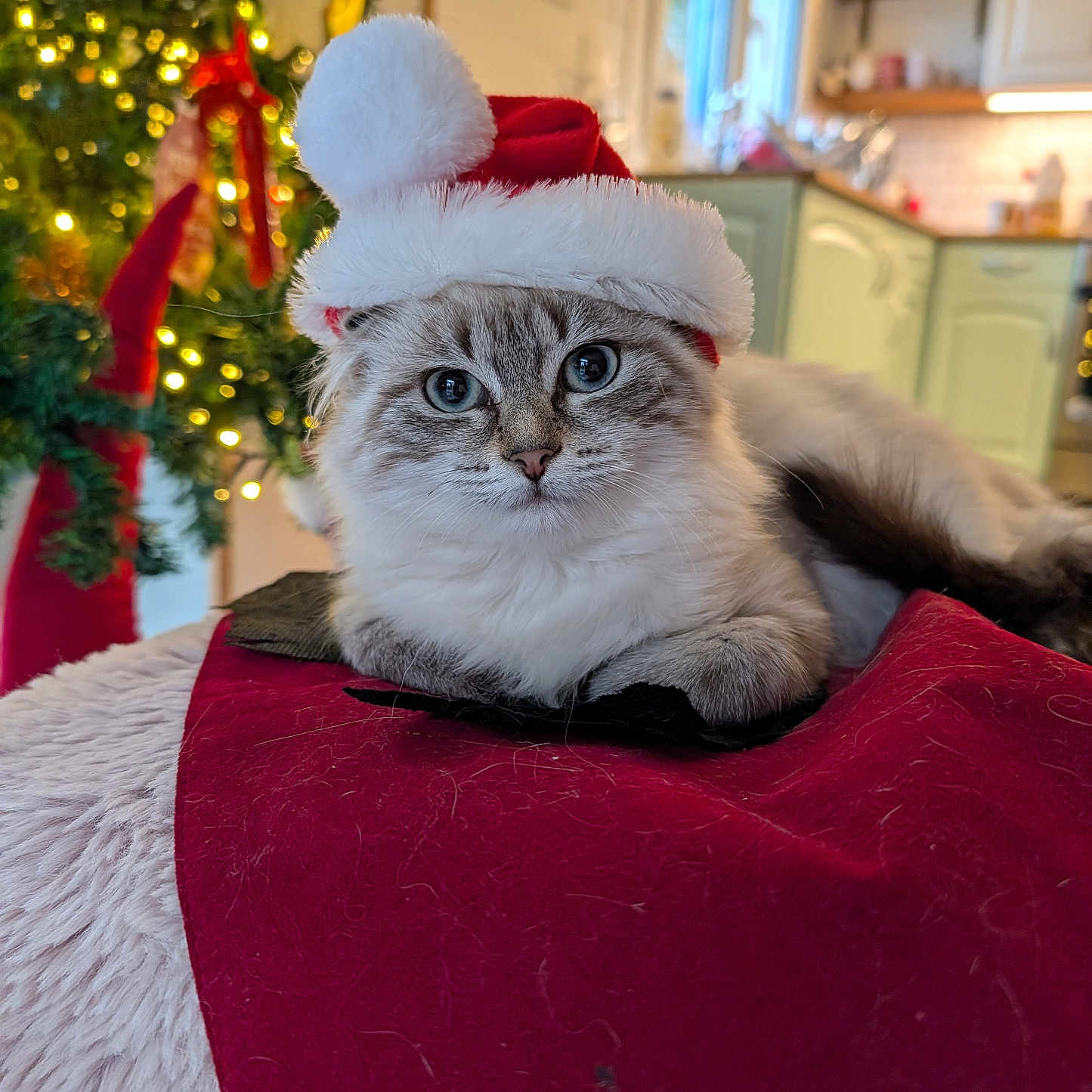 Anastasia participe au concours pour gagner de l'argent avec cette photo : adorable, animal, blanket, cat, christmas, christmas_tree, cozy, cute, decorations, festive, fur, holiday, home, indoor, lights, pet, relaxed, santa_hat, soft, winter