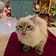 Anastasia participe au concours pour gagner de l'argent avec cette photo : cat, fluffy, licking_nose, pet, indoor, red_velvet, holiday_decor, christmas, ornaments, cozy, furniture, cabinet, decorations, floor, cute, animal, whiskers, ears, paws, soft