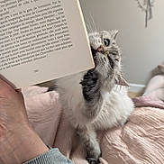 Anastasia participe au concours pour gagner de l'argent avec cette photo : bed, bite, blanket, blue_eyes, book, cat, claw, cozy, curious, feline, fur, gray_fur, hand, indoor, paw, person, pink_nose, playful, reading, whiskers