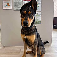 Atlas participe au concours pour gagner de l'argent avec cette photo : dog, indoor, sitting, tile_floor, alert, ears, black_and_tan, leash, wall, notice, poster, text, floor, pet, canine, animal, facing_camera, medium_sized_dog, curious, well_lit