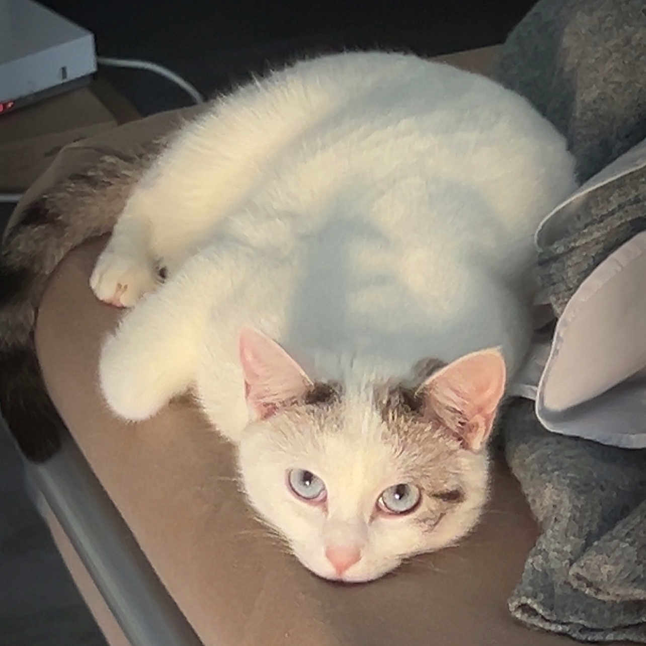 Macchiato participe au concours pour gagner de l'argent avec cette photo : blanket, blue_eyes, cat, close_up, cushion, cute, face, indoor, kitten, lounging, nose, paws, pet, portrait, sleepy, soft_fur, sunlight, tabby_markings, whiskers, white_fur