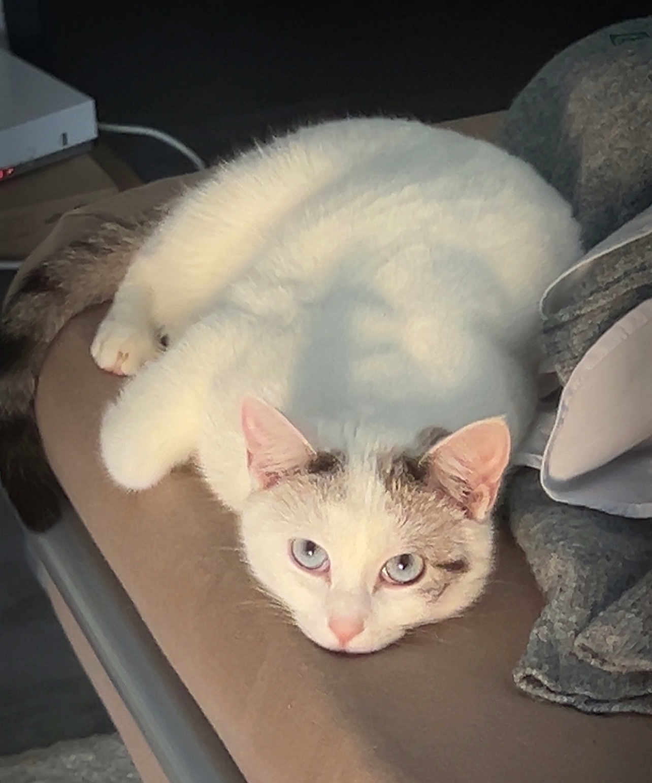 Macchiato participe au concours pour gagner de l'argent avec cette photo : cat, kitten, blue_eyes, white_fur, tabby_markings, pet, indoor, sleepy, lounging, close_up, face, paws, whiskers, nose, cushion, blanket, soft_fur, portrait, sunlight, cute