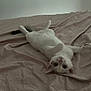 Macchiato a rejoint le concours — aidez-le/la à gagner de superbes lots ! cat, bed, sheet, blanket, white_cat, lying_on_back, upside_down, wide_eyes, pink_nose, paws, ears, whiskers, indoor, pet, feline, rumpled_bedding, minimalist_room, soft_lighting, relaxed, domestic
