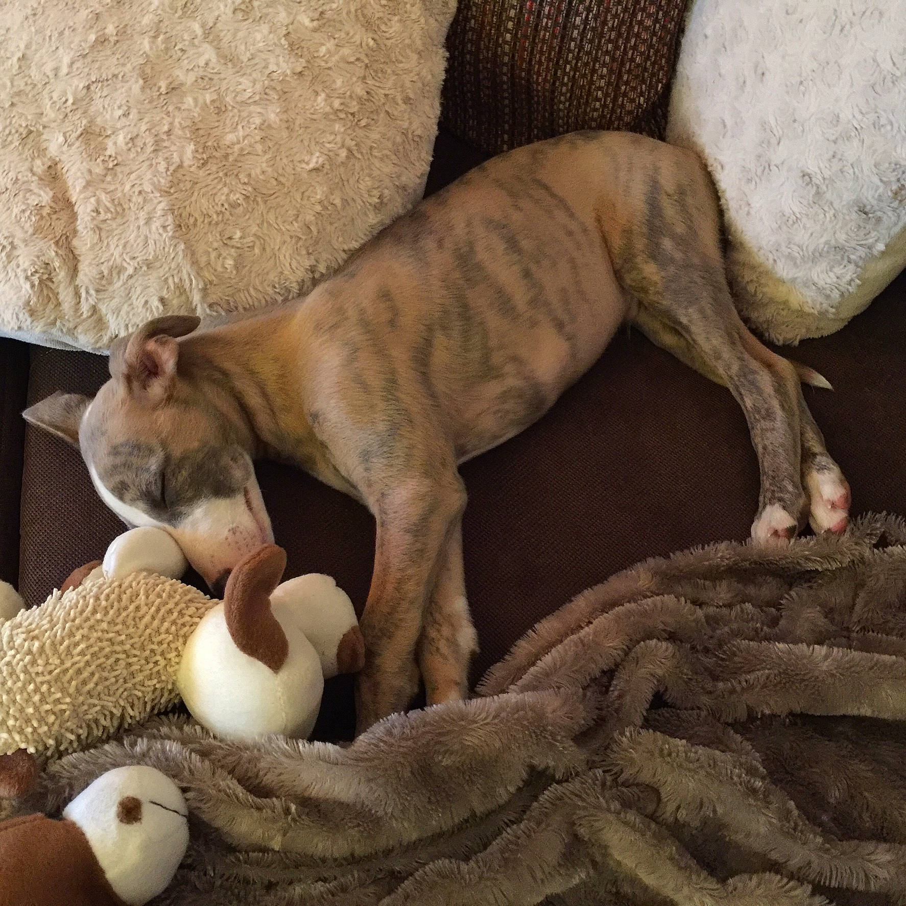 Leeroy a rejoint le concours — aidez-le/la à gagner de superbes lots ! art, bedding, carnivore, comfort, companion_dog, dog, dog_breed, fawn, felidae, fur, hardwood, linens, nap, pet_supply, tail, terrestrial_animal, toy, whiskers, wildlife, wood