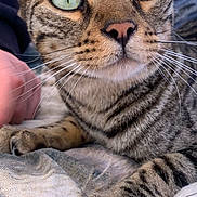 Khaizour Philippe a rejoint le concours — aidez-le/la à gagner de superbes lots ! cat, tabby, close_up, green_eyes, whiskers, paw, nose, fur, striped, animal, pet, indoor, resting, curious, human_hand, fabric, cozy, soft, cute, domestic_cat