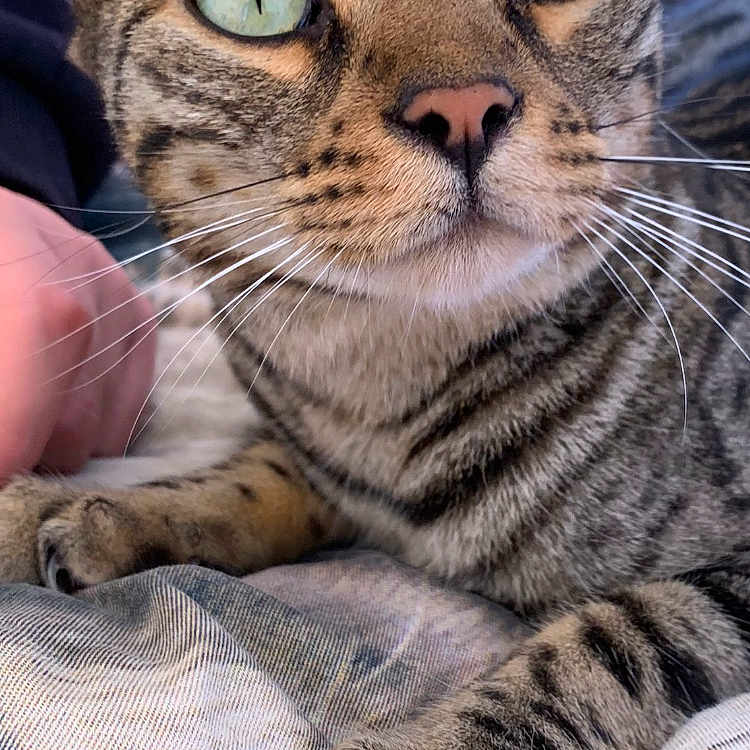 Khaizour Philippe a rejoint le concours — aidez-le/la à gagner de superbes lots ! animal, cat, close_up, cozy, curious, cute, domestic_cat, fabric, fur, green_eyes, human_hand, indoor, nose, paw, pet, resting, soft, striped, tabby, whiskers