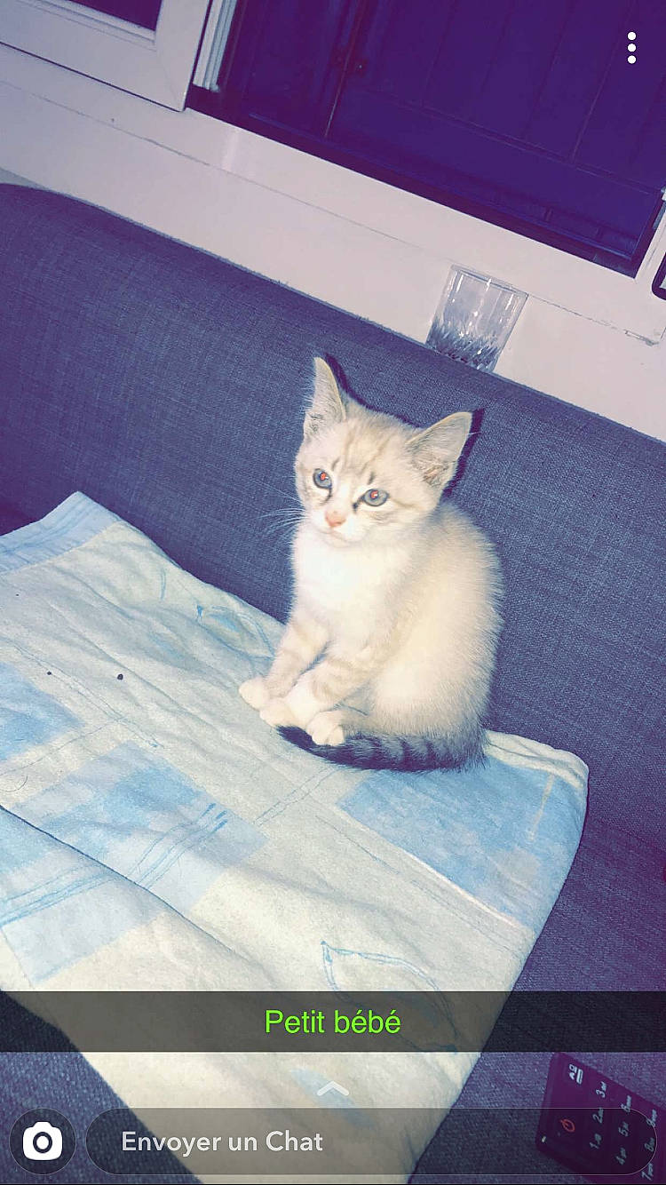 Doudou a rejoint le concours — aidez-le/la à gagner de superbes lots ! aegean_cat, asian, burmilla, carnivore, cat, colorpoint_shorthair, domestic_short_haired_cat, european_shorthair, felidae, kitten, mammal, ojos_azules, photo_caption, singapura, small_to_medium_sized_cats, tail, turkish_angora, turkish_van, whiskers