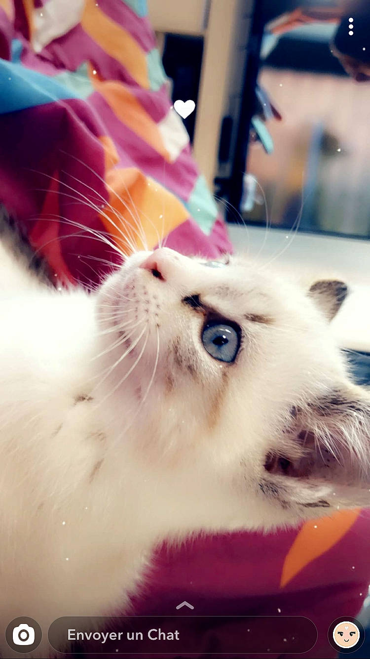 Doudou participe au concours pour gagner de l'argent avec cette photo : american_curl, birman, carnivore, cat, close_up, colorpoint_shorthair, eye, felidae, fur, kitten, mouth, nose, ojos_azules, ragdoll, small_to_medium_sized_cats, snapshot, snout, turkish_angora, turkish_van, whiskers