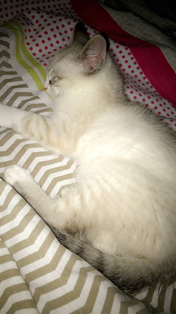 Doudou participe au concours pour gagner de l'argent avec cette photo : asian, balinese, burmilla, carnivore, cat, colorpoint_shorthair, felidae, fur, khao_manee, kitten, mammal, nap, ojos_azules, ragdoll, small_to_medium_sized_cats, turkish_angora, turkish_van, whiskers