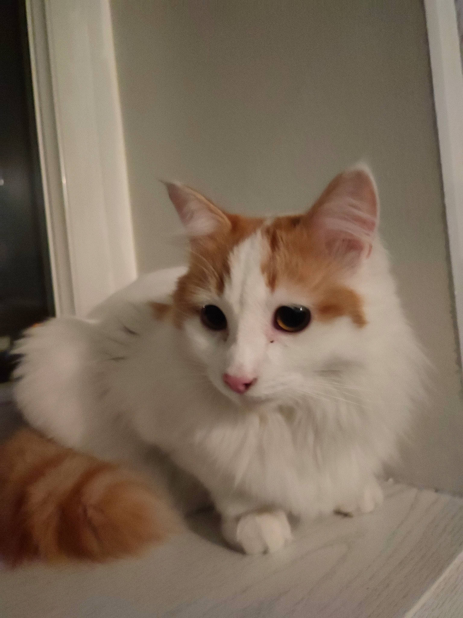 Lion participe au concours pour gagner de l'argent avec cette photo : carnivore, cat, claw, comfort, domestic_short_haired_cat, eye, fawn, felidae, fur, hardwood, iris, paw, sitting, small_to_medium_sized_cats, snout, tail, whiskers, window, wood