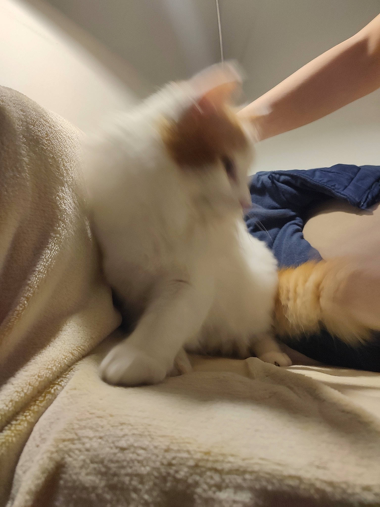 Lion participe au concours pour gagner de l'argent avec cette photo : carnivore, cat, comfort, elbow, eye, fawn, felidae, foot, gesture, head, human_leg, leg, nail, paw, small_to_medium_sized_cats, snout, tail, textile, toe, whiskers