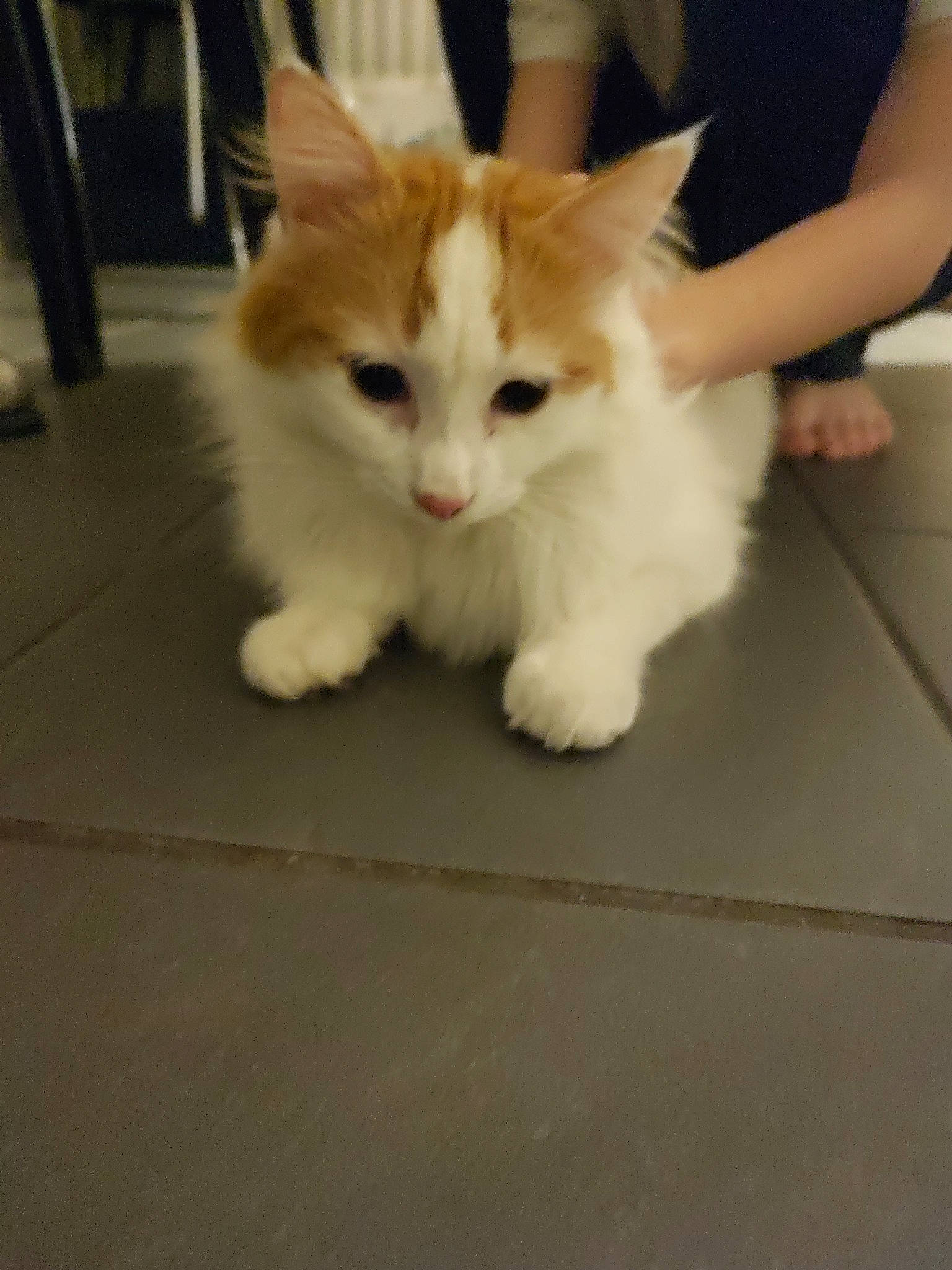 Lion participe au concours pour gagner de l'argent avec cette photo : carnivore, cat, claw, companion_dog, domestic_short_haired_cat, fawn, felidae, floor, flooring, fur, hardwood, human_leg, paw, photo_caption, sitting, small_to_medium_sized_cats, snout, tail, whiskers, wood