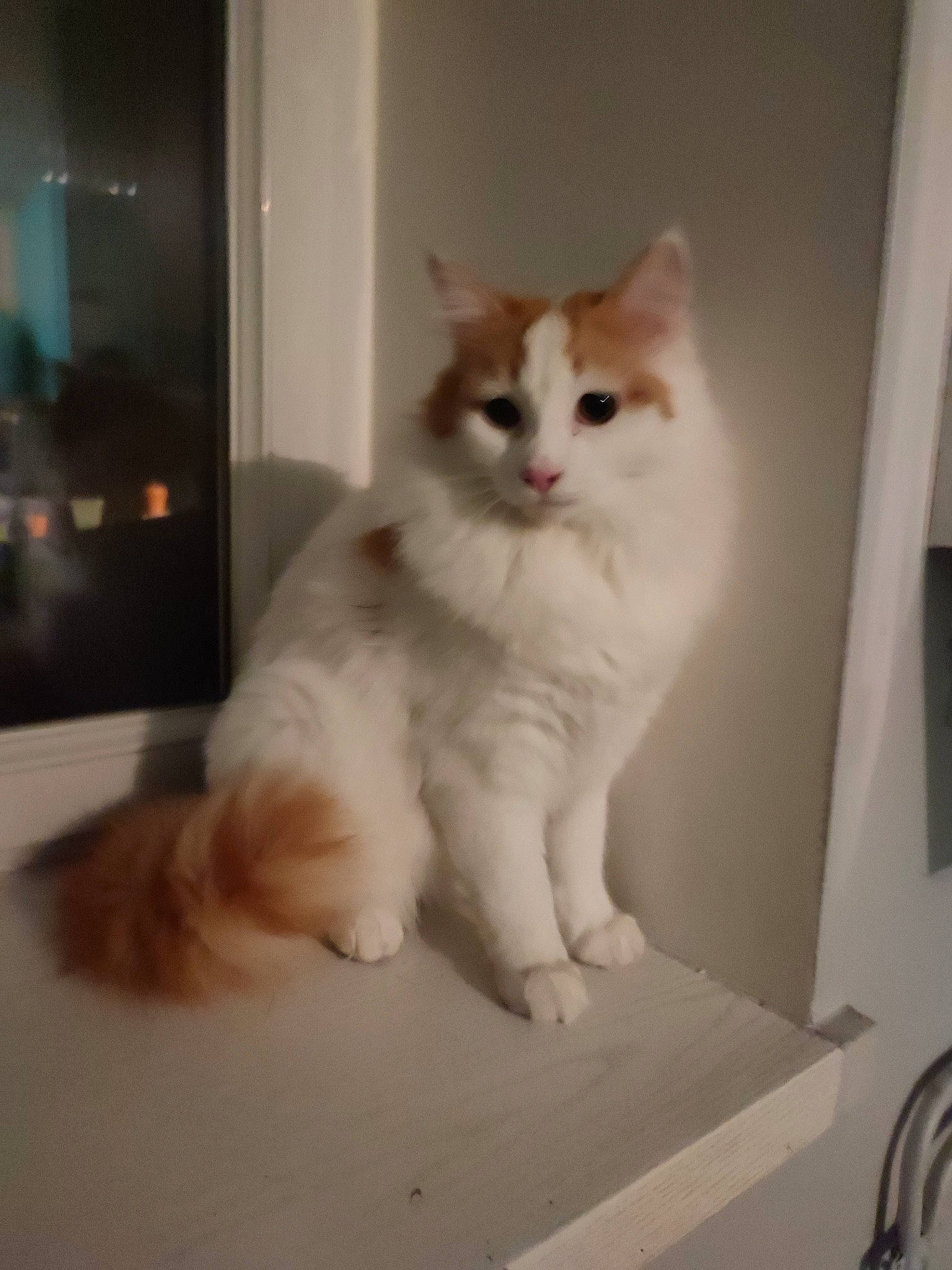 Lion participe au concours pour gagner de l'argent avec cette photo : british_longhair, carnivore, cat, felidae, fur, gas, hardwood, paw, sitting, small_to_medium_sized_cats, tail, whiskers, wood