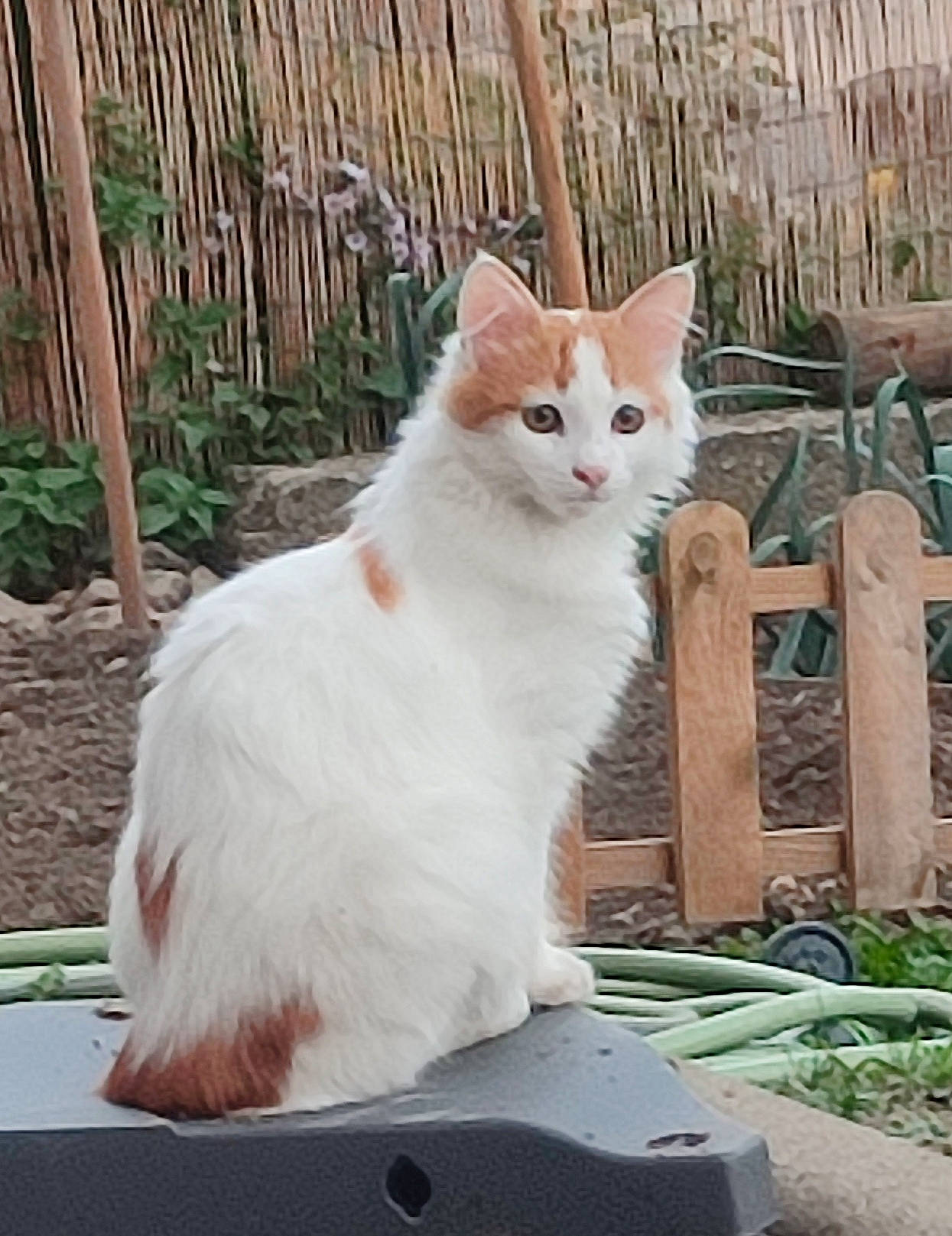 Lion a rejoint le concours — aidez-le/la à gagner de superbes lots ! carnivore, cat, fawn, felidae, fence, fur, grass, plant, sitting, small_to_medium_sized_cats, snout, tail, terrestrial_animal, tree, whiskers, wood