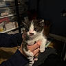 Schnitzel joined the competition — help win amazing prizes! kitten, cat, black_and_white, animal, pet, hand, person, indoor, sweatshirt, sitting, cute, young, feline, small, fur, whiskers, eyes, nose, holding, domestic