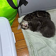 Schnitzel is registered to the contest to win money with this photo: kitten, cat, sleeping, blanket, wooden_floor, tabby_cat, gray_cat, indoor, pet, cozy, cute, feline, domestic_animal, household, soft_texture, resting, close_up, two_animals, floor, bag