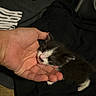 Schnitzel is registered to the contest to win money with this photo: kitten, cat, hand, black_and_white, pet, animal, feline, young, cute, fur, small, domestic_animal, whiskers, mammal, indoor, resting, cozy, curious, soft, touch