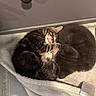 cat, kitten, sleeping, curled_up, tabby, gray_cat, blanket, cozy, indoors, cute, fur, pet, resting, animal, soft, nap, companion, two_animals, peaceful, domestic
