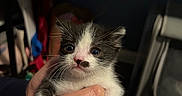 Schnitzel is registered to the contest to win money with this photo: kitten, cat, black_and_white, pet, animal, cute, hands, feline, young, fur, whiskers, indoor, portrait, small, domestic_animal, eyes, face, holding, curious, adorable