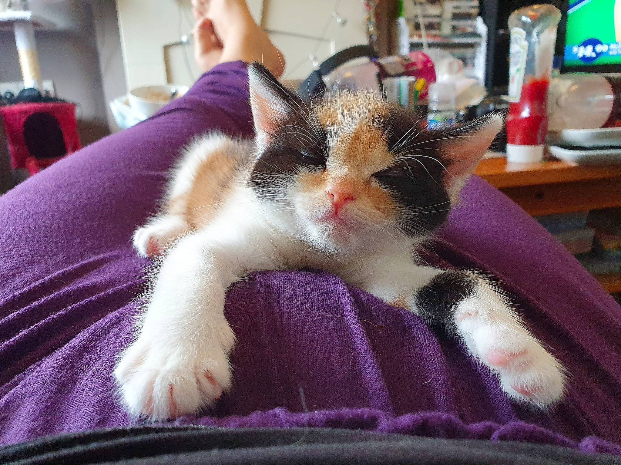 Clementine is registered to the contest to win money with this photo: aegean_cat, american_wirehair, asian, carnivore, cat, domestic_short_haired_cat, ear, european_shorthair, fawn, felidae, fur, kitten, mammal, paw, polydactyl_cat, small_to_medium_sized_cats, whiskers