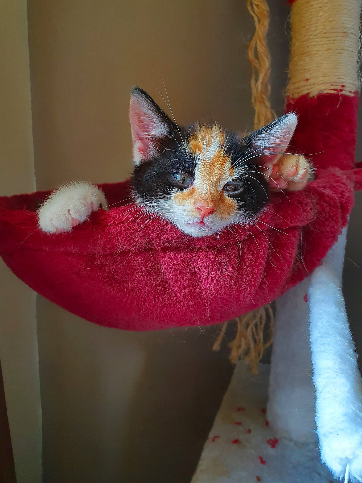 Clementine joined the competition — help win amazing prizes! carnivore, cat, domestic_short_haired_cat, fawn, felidae, fur, kitten, ojos_azules, small_to_medium_sized_cats, tail, whiskers