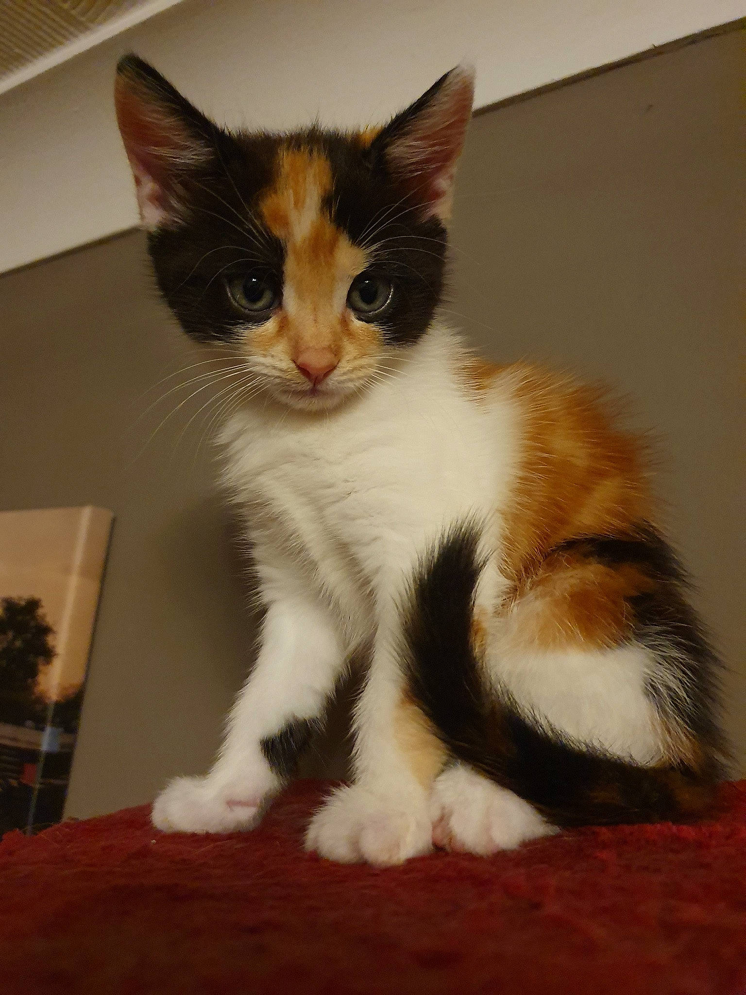 Clementine is registered to the contest to win money with this photo: aegean_cat, american_wirehair, asian, carnivore, cat, domestic_short_haired_cat, felidae, fur, kitten, mammal, polydactyl_cat, small_to_medium_sized_cats, vertebrate, whiskers