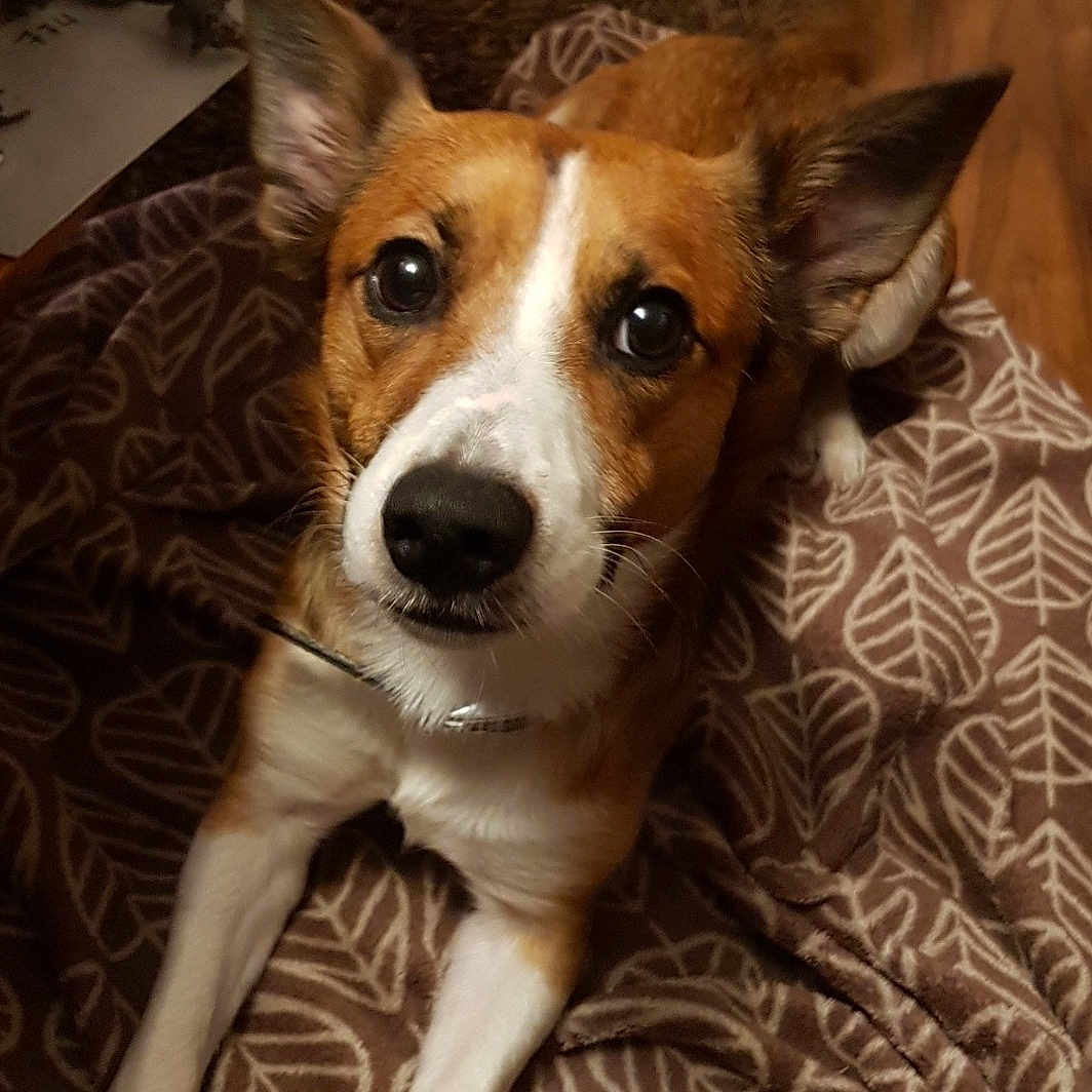 Sammy is registered to the contest to win money with this photo: basenji, canidae, carnivore, carolina_dog, companion_dog, corgi_chihuahua, dog, dog_breed, fawn, feist, mammal, miniature_fox_terrier, rare_breed_dog, rat_terrier, russell_terrier, snout, teddy_roosevelt_terrier, vertebrate
