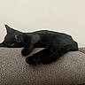 Tila participe au concours pour gagner de l'argent avec cette photo : animal, black_cat, cat, couch, cozy, feline, fur, home, indoor, minimalist_background, paw, pet, portrait, relaxed, resting, sleepy, sofa, tail, whiskers, yellow_eyes