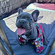 Chencho joined the competition — help win amazing prizes! dog, puppy, french_bulldog, tongue_out, playpen, colorful_clothing, hawaiian_shirt, pet, cute, happy, animal, indoor, pet_care, young, smiling, blue_eyes, fur, small_dog, pet_accessory, portrait