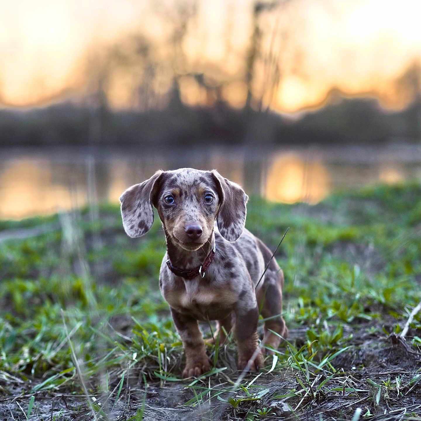 Oscar a rejoint le concours — aidez-le/la à gagner de superbes lots ! animal, beagle, bulldog, canine, dog, field, grass, grassland, hound, labradorretriever, nature, outdoors, pet, pitbull, plant, pointer, puppy, sky, snout, soil