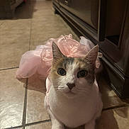 Michi is registered to the contest to win money with this photo: cat, pet, tutu, pink, costume, animal, feline, indoor, floor, tile, cute, dress, fur, whiskers, ears, eyes, domestic, curious, home, wooden_furniture